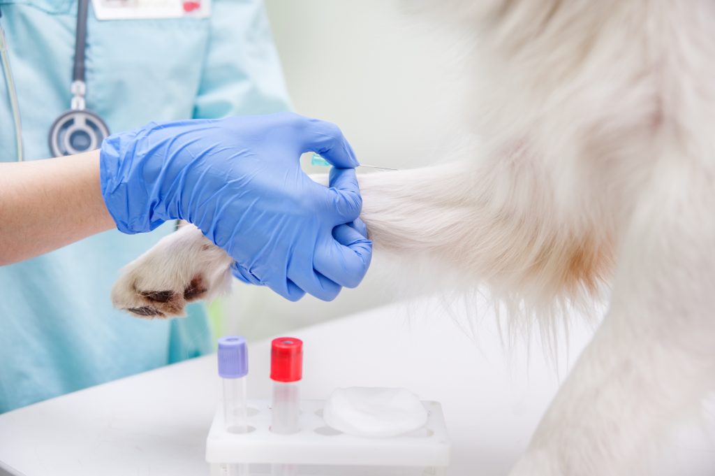 Exámenes de laboratorio mascotas